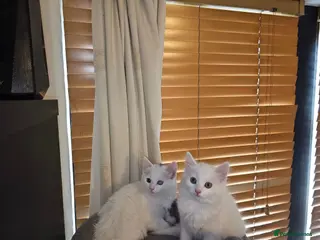 Turkish Angora cats 2 Turkish Angora Kitten - Advert 17
