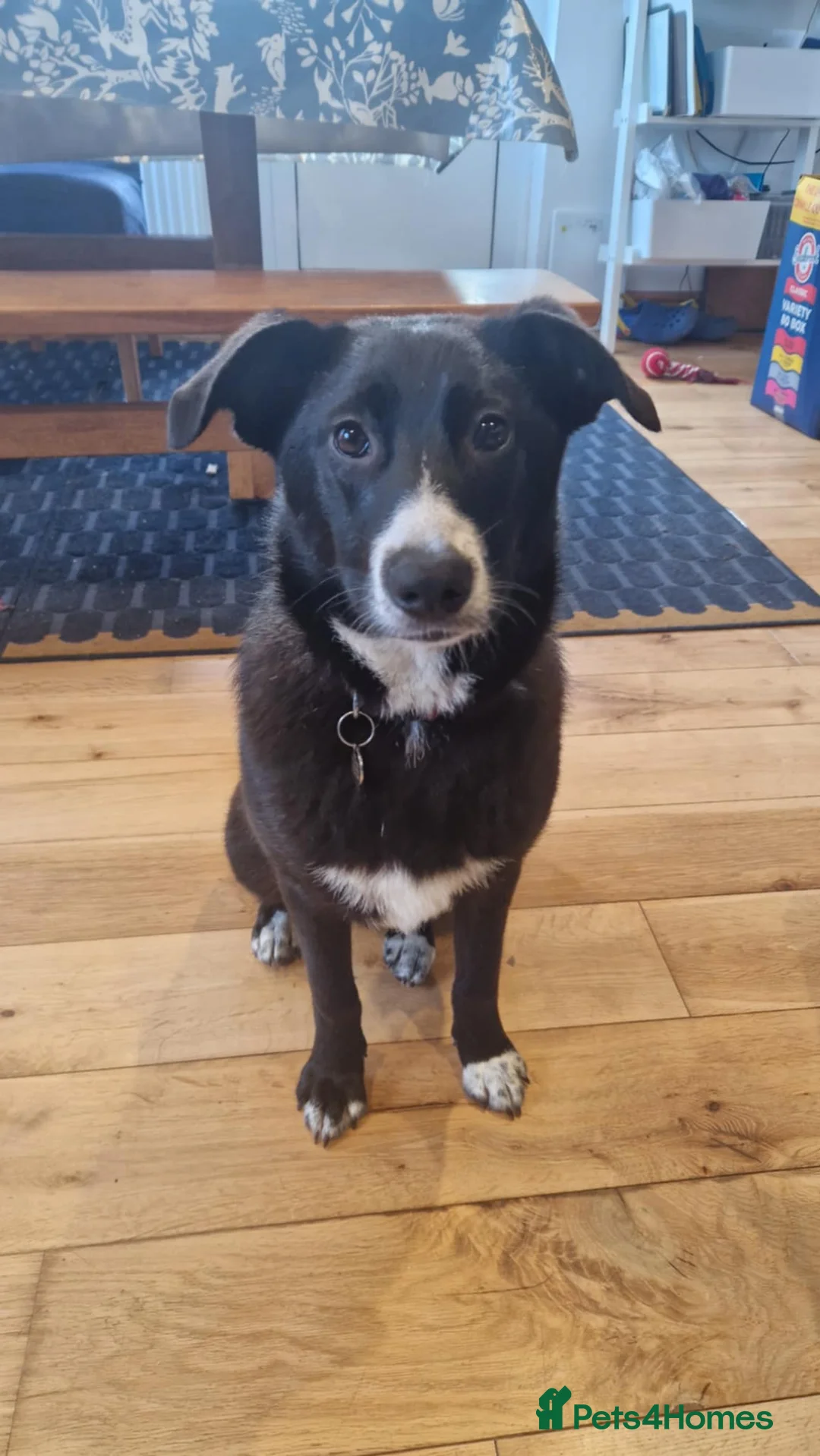 Mixed Breed dogs for adoption: FLEUR-happy&playful girl/ loves dogs/ affectionate - Advert 3