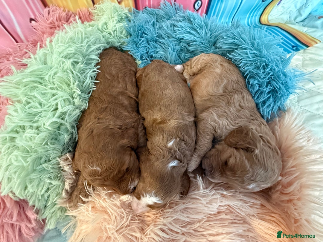 Cockapoo dogs for sale: F1 Cockapoo’s **fully health tested parents** - Image 12