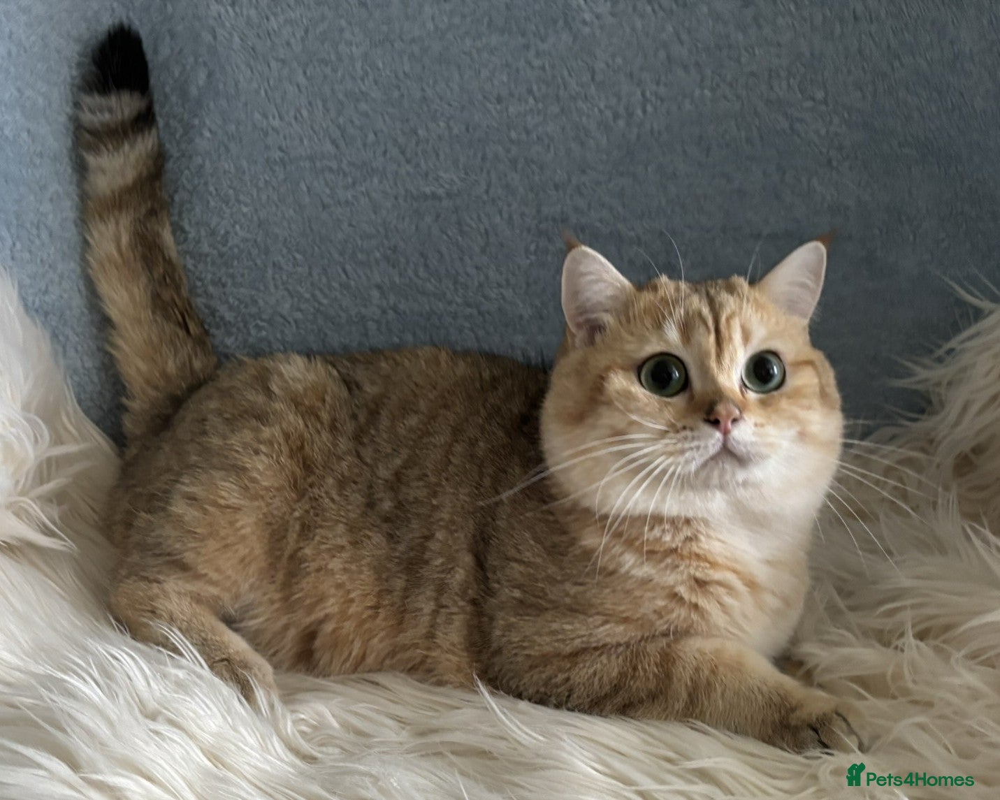 British Shorthair cats Stunning TICA Active British Shorthair Gold - Advert 15