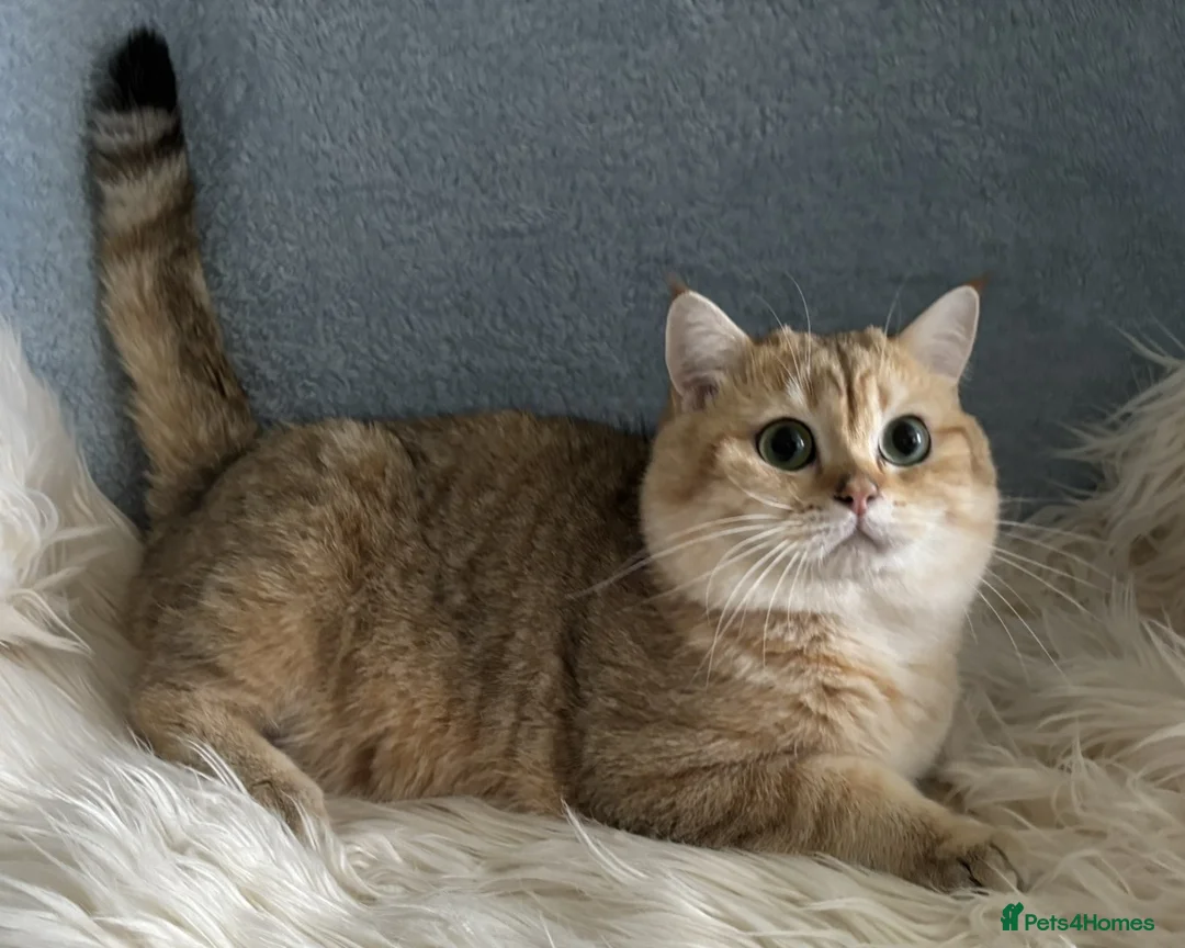 British Shorthair cats for sale: Stunning TICA Active British Shorthair Gold - Advert 1