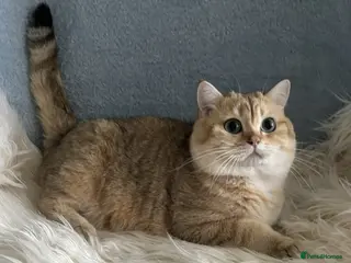 British Shorthair cats Stunning TICA Active British Shorthair Gold - Advert 15