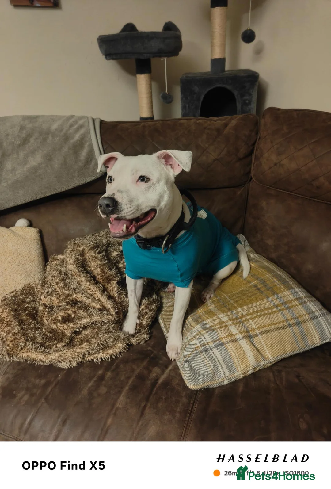 Mixed Breed dogs for sale: Dog for rehoming ASAP  in Longhope - Advert 7