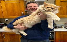 Maine Coon cats for sale: GCCF Pedigree Maine Coon For sale GCCF - Image 7