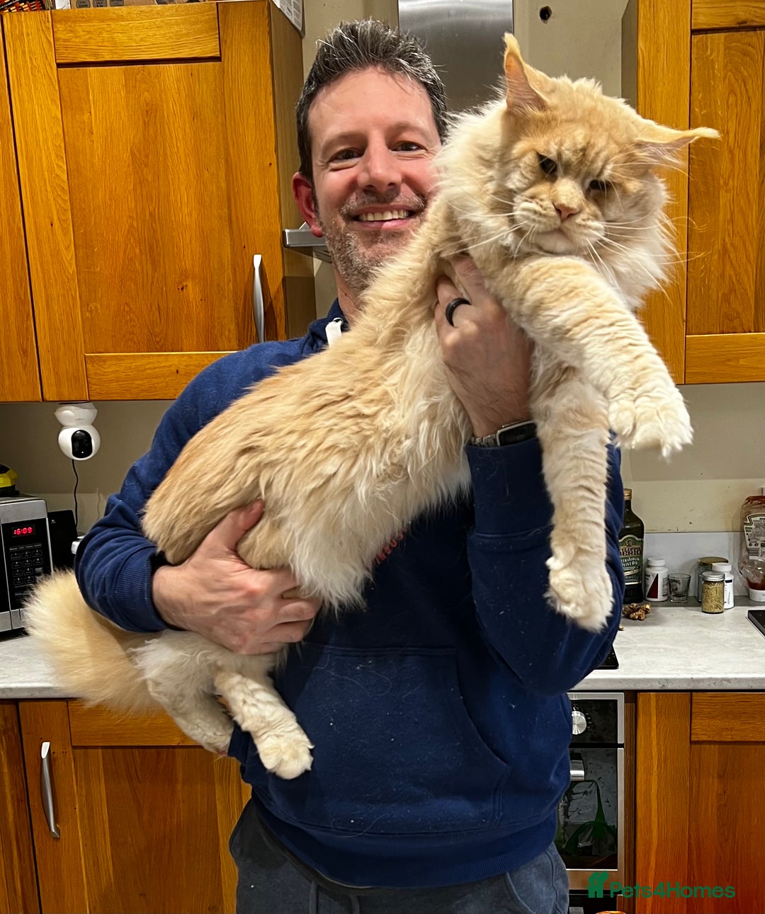 Maine Coon cats for sale: GCCF Pedigree Maine Coon For sale GCCF - Image 7