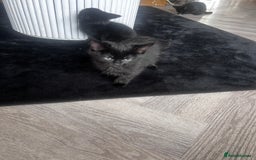 Mixed Breed cats for sale: All black kittens  - Image 5
