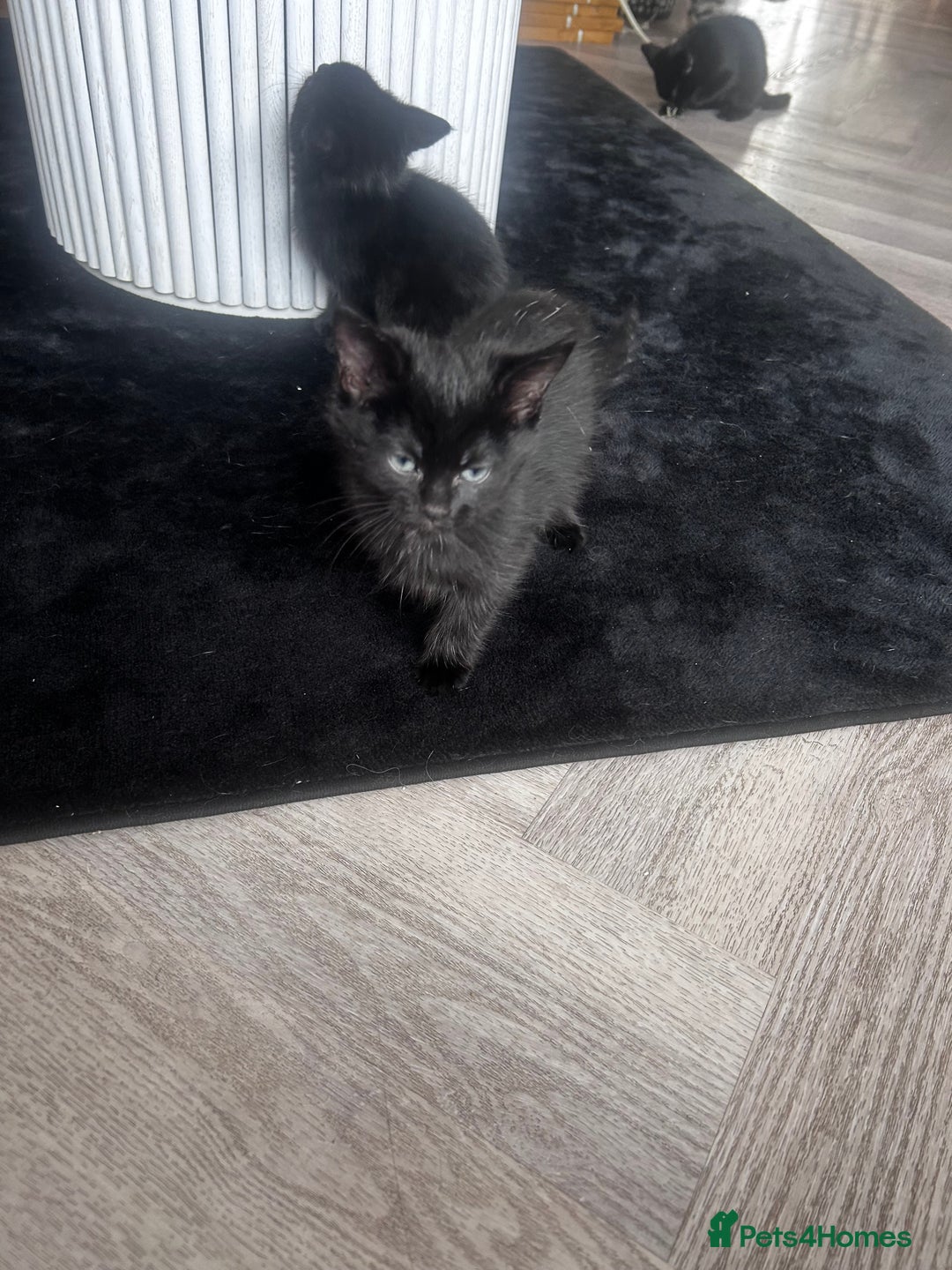 Mixed Breed cats for sale: All black kittens  - Image 5