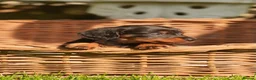 Miniature Dachshund dogs for sale: KC registered long haired miniature dachshunds  - Advert 7