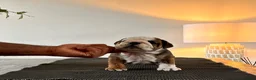 English Bulldog dogs for sale: Kc registered champion sired puppy’s  - Advert 6