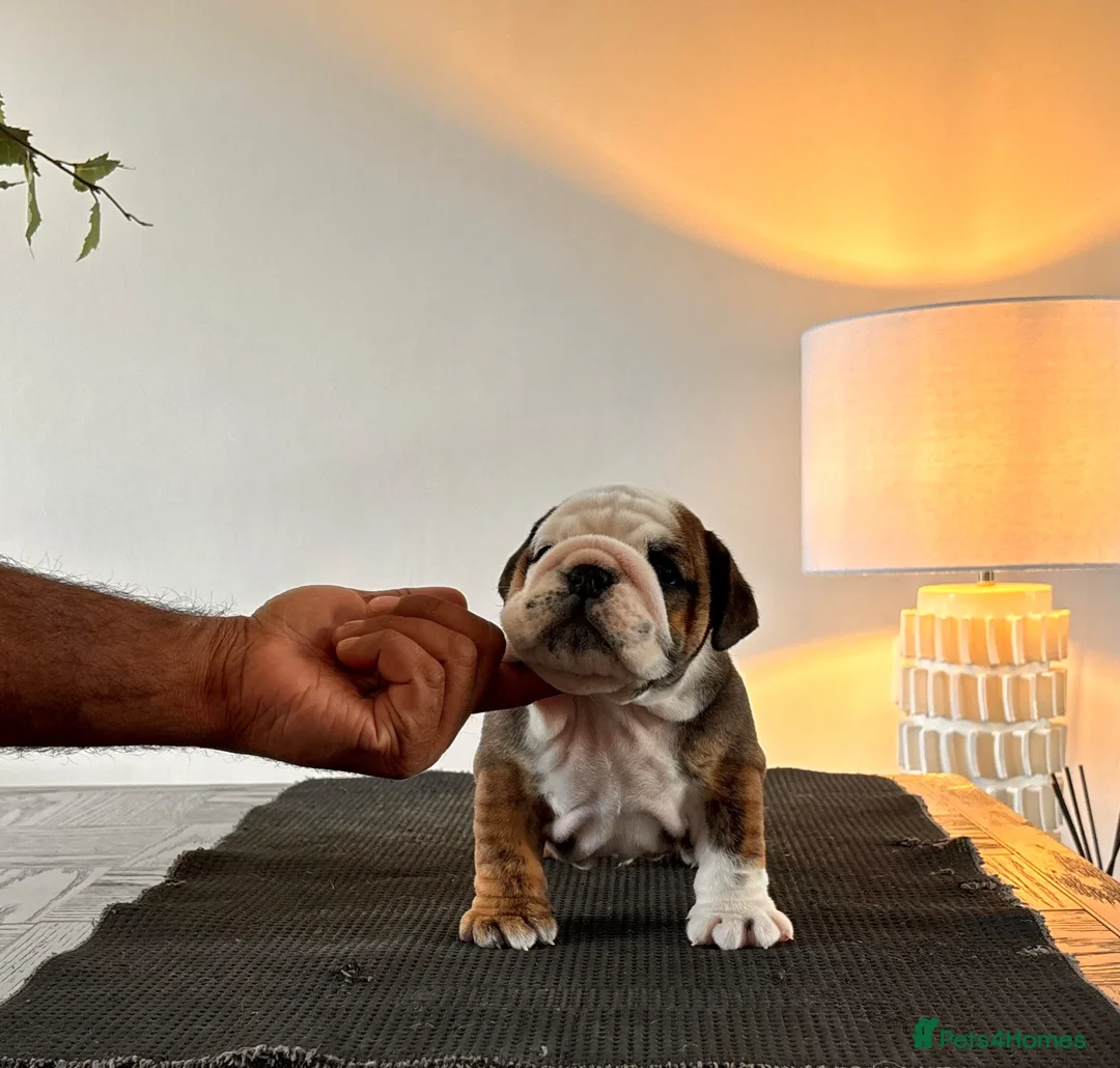 English Bulldog dogs for sale: Kc registered champion sired puppy’s  - Advert 6