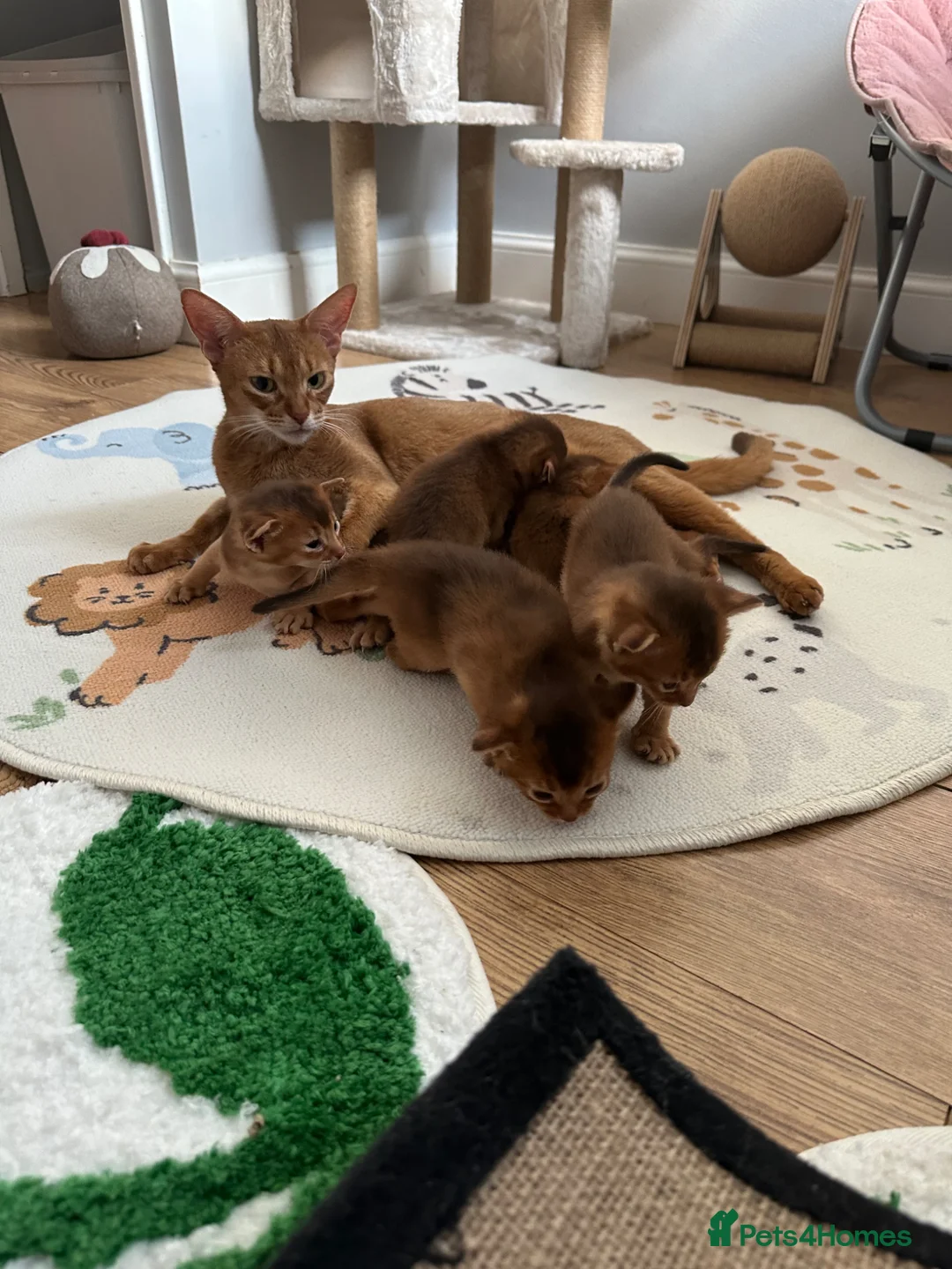 Abyssinian cats for sale: Abyssinian kittens  - Advert 1