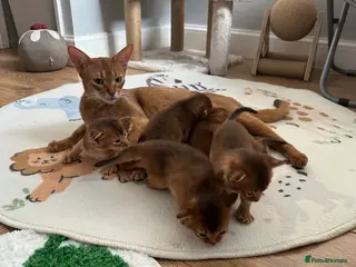 Abyssinian cats Abyssinian kittens - Advert 4