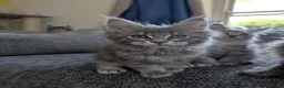 Maine Coon cats for sale: TICA Registered Maine Coon Kittens  - Advert 5