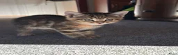 Mixed Breed cats for sale: 3 beautiful playful kittens  - Advert 5