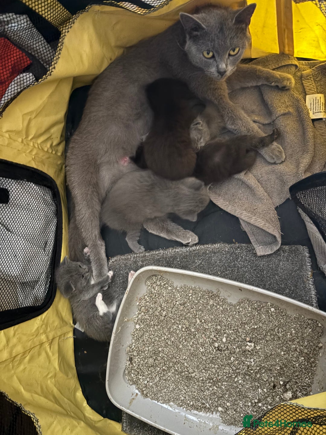 British Shorthair cats for sale: British Shorthair kittens chocolate/grey - Image 11