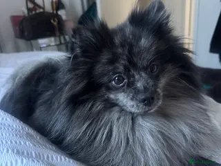 Pomeranian dogs High-Quality Wolf Sable Pomeranian Stud| Abu Dhabi - Advert 1