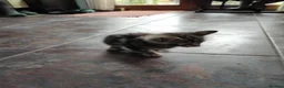 Mixed Breed cats for sale: Beautiful playful kittens  - Advert 4