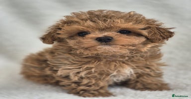 Maltipoo dogs - Advert 4
