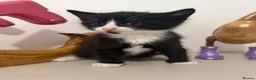 British Shorthair cats for sale: READY NOW Kittens  - Advert 9