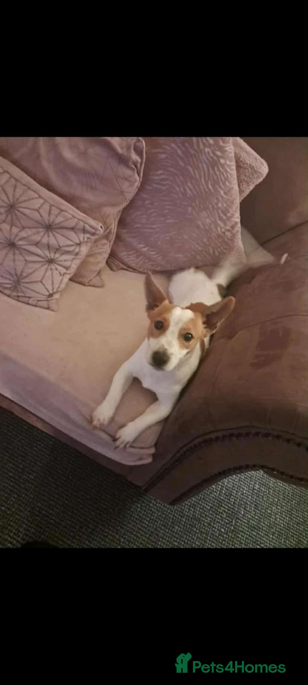 Jack Russell dogs for sale: 8 Week Old Jack Russel Puppies  - Advert 30