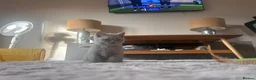 British Shorthair cats for sale: Tica registered British Shorthair Kittens  - Advert 15