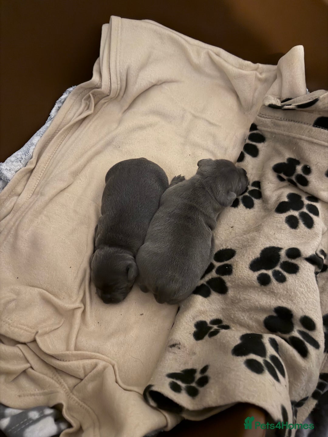 Staffordshire Bull Terrier dogs for sale: KC REGISTERED ‘KING FURY’ PUPS - Advert 4