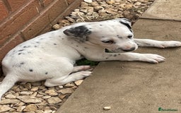 Mixed Breed dogs for sale:  Dalmaspoodles! Dalmation X springer/poodle pups - Image 31