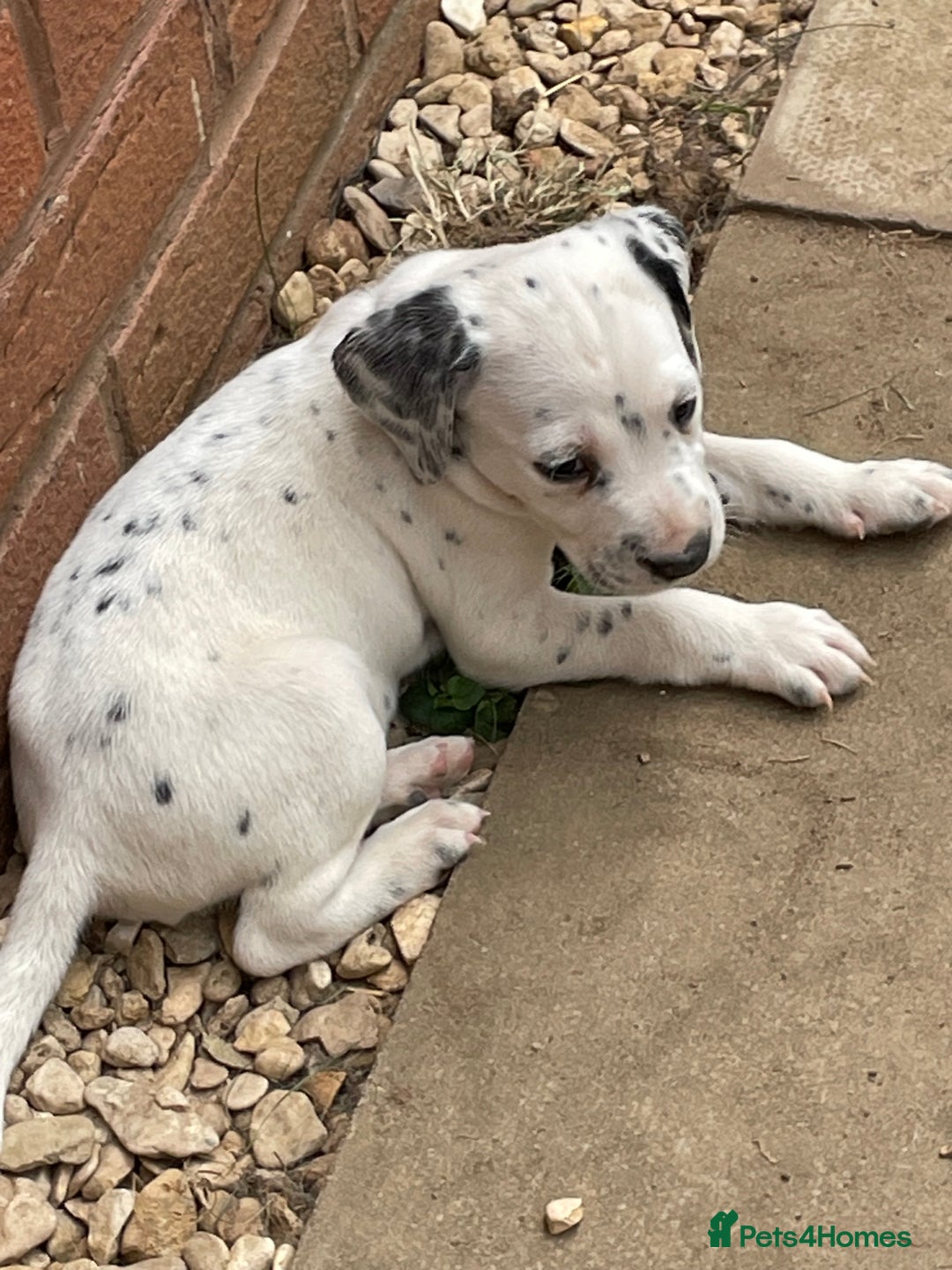 Mixed Breed dogs for sale:  Dalmaspoodles! Dalmation X springer/poodle pups - Image 31
