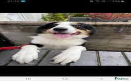 Australian Shepherd dogs for sale: Loving pooch.  - Image 2