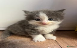 Ragdoll cats for sale: Ragdoll British shorthair kittens - Image 4