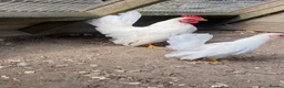 Chickens poultry for sale: High Quality Serama Bantam - Advert 3