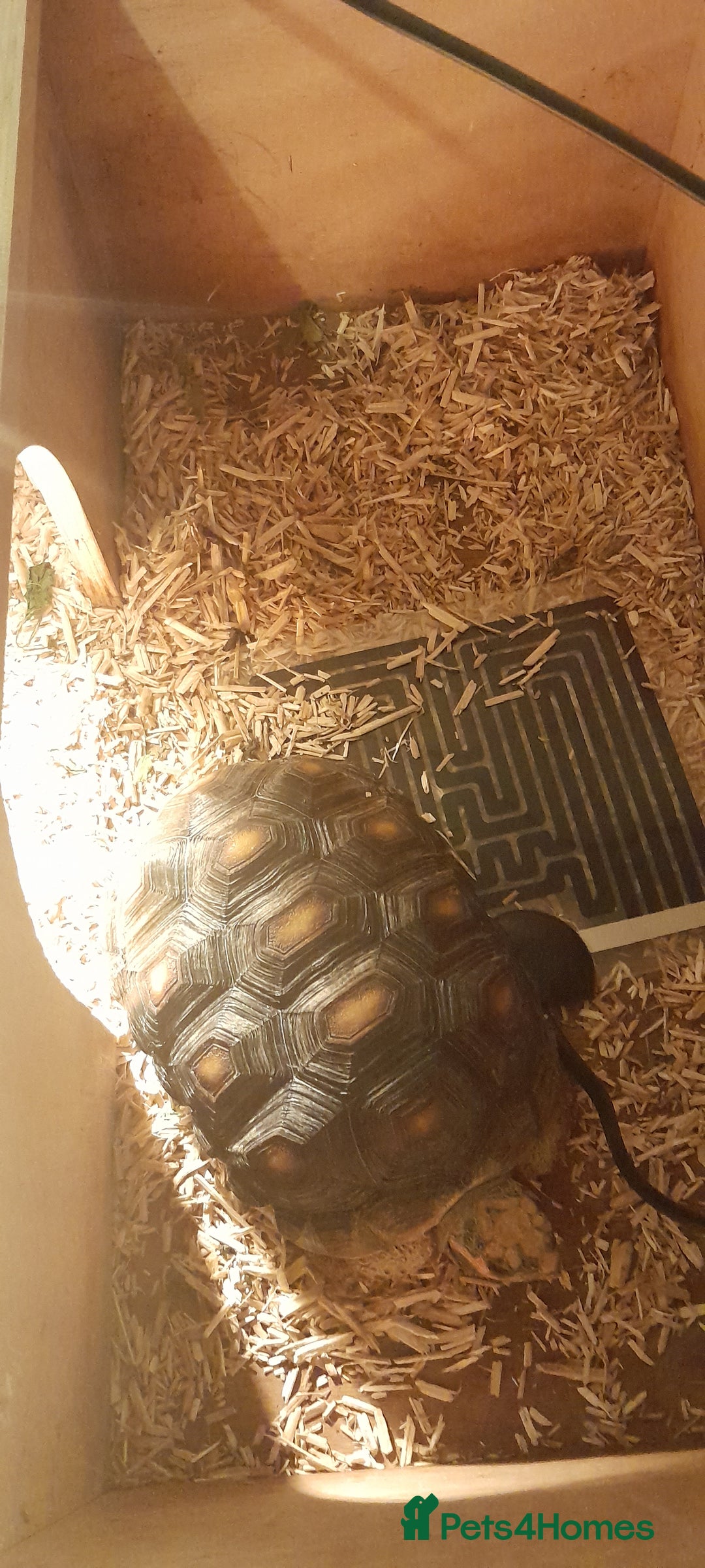 Tortoise reptiles for sale: Red foot tortoise - Image 2