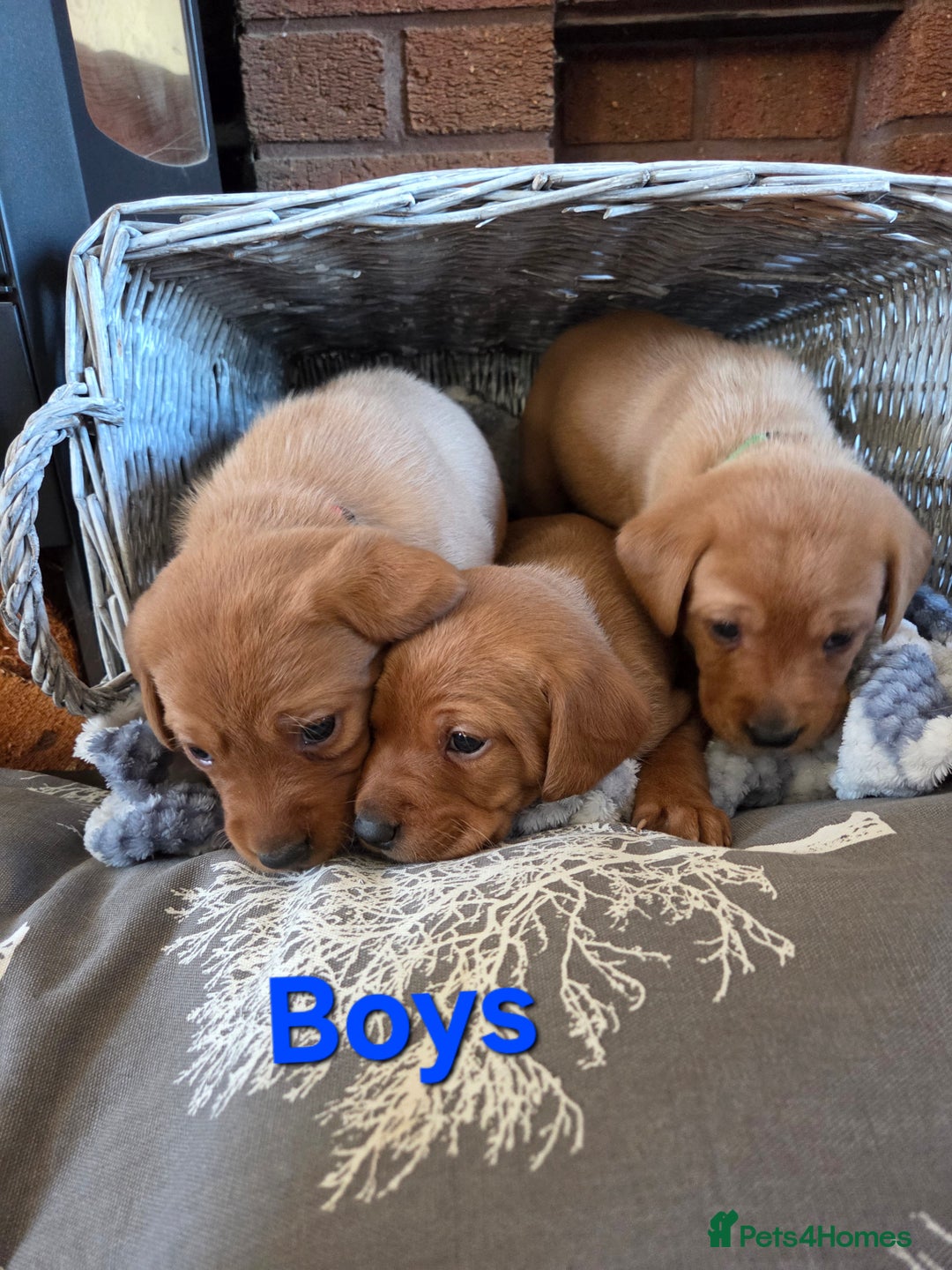Labrador Retriever dogs for sale: Stunning Red fox labrador puppies  - Advert 32