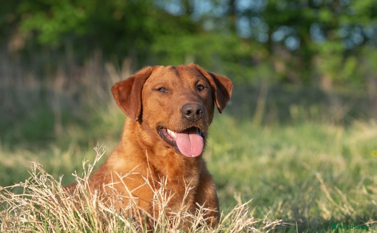 Labrador Retriever dogs in Tadcaster - Advert 2