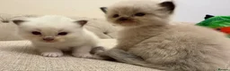 Ragdoll cats for sale: Seven Beautiful Ragdoll Kittens - Advert 4