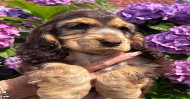Cocker Spaniel dogs - Advert 3