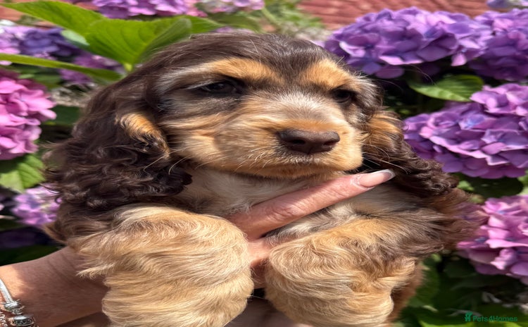 Cocker Spaniel dogs - Advert 13