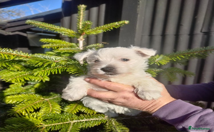 West Highland Terrier dogs Beautiful kc westie pups - Advert 13