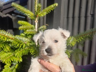 West Highland Terrier dogs Beautiful kc westie pups - Advert 11