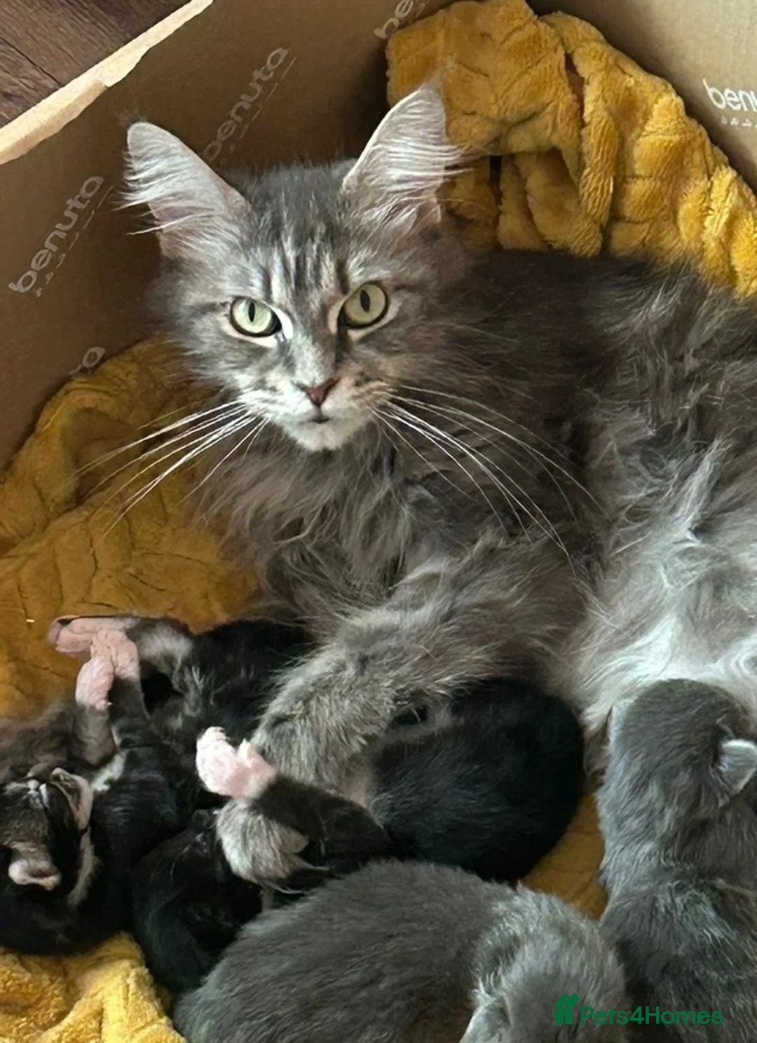 Maine Coon cats for sale: 1year old girls  - Advert 2