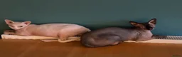 Sphynx cats for sale: Sphinx - Advert 10