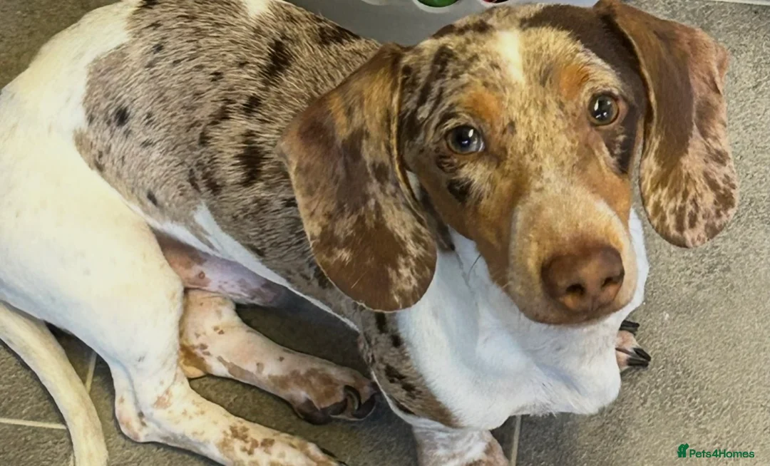 Miniature Dachshund dogs for stud: Beautiful boy for stud  in London - Advert 7