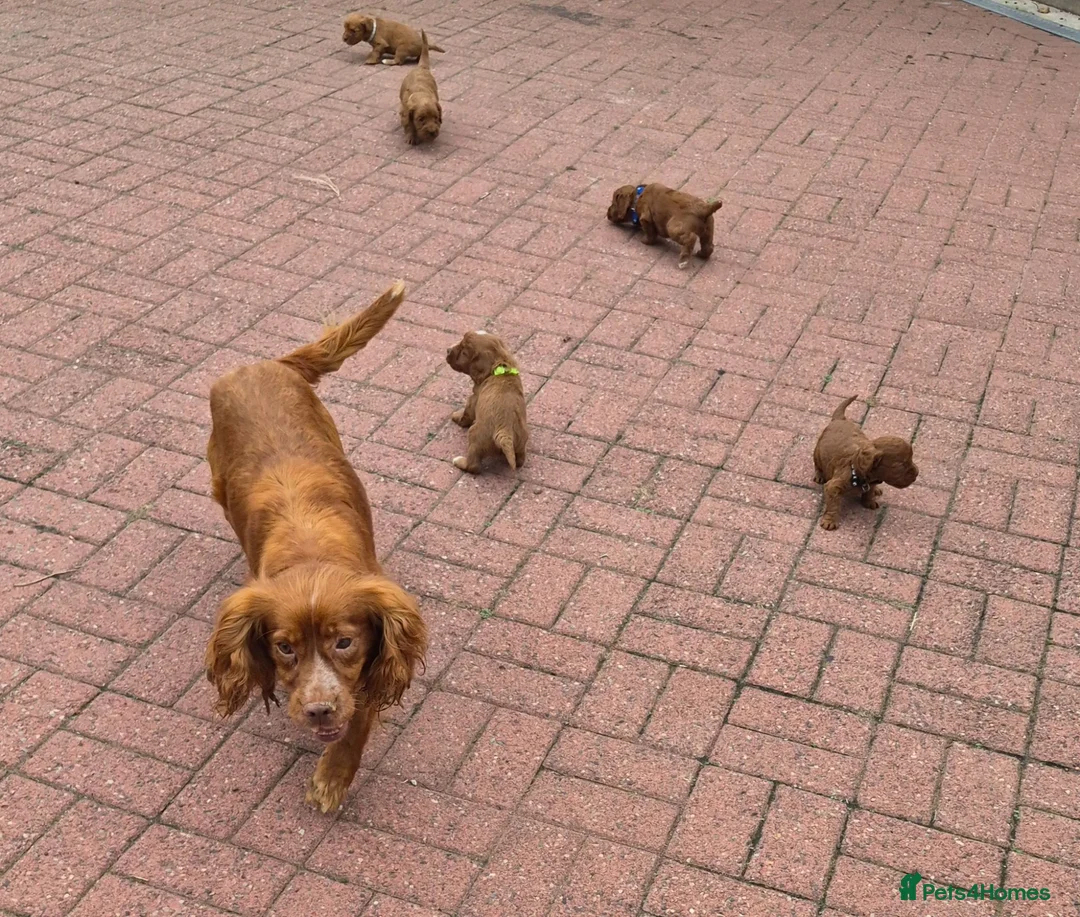 Cockapoo dogs for sale: Cockapoo puppies - Advert 2