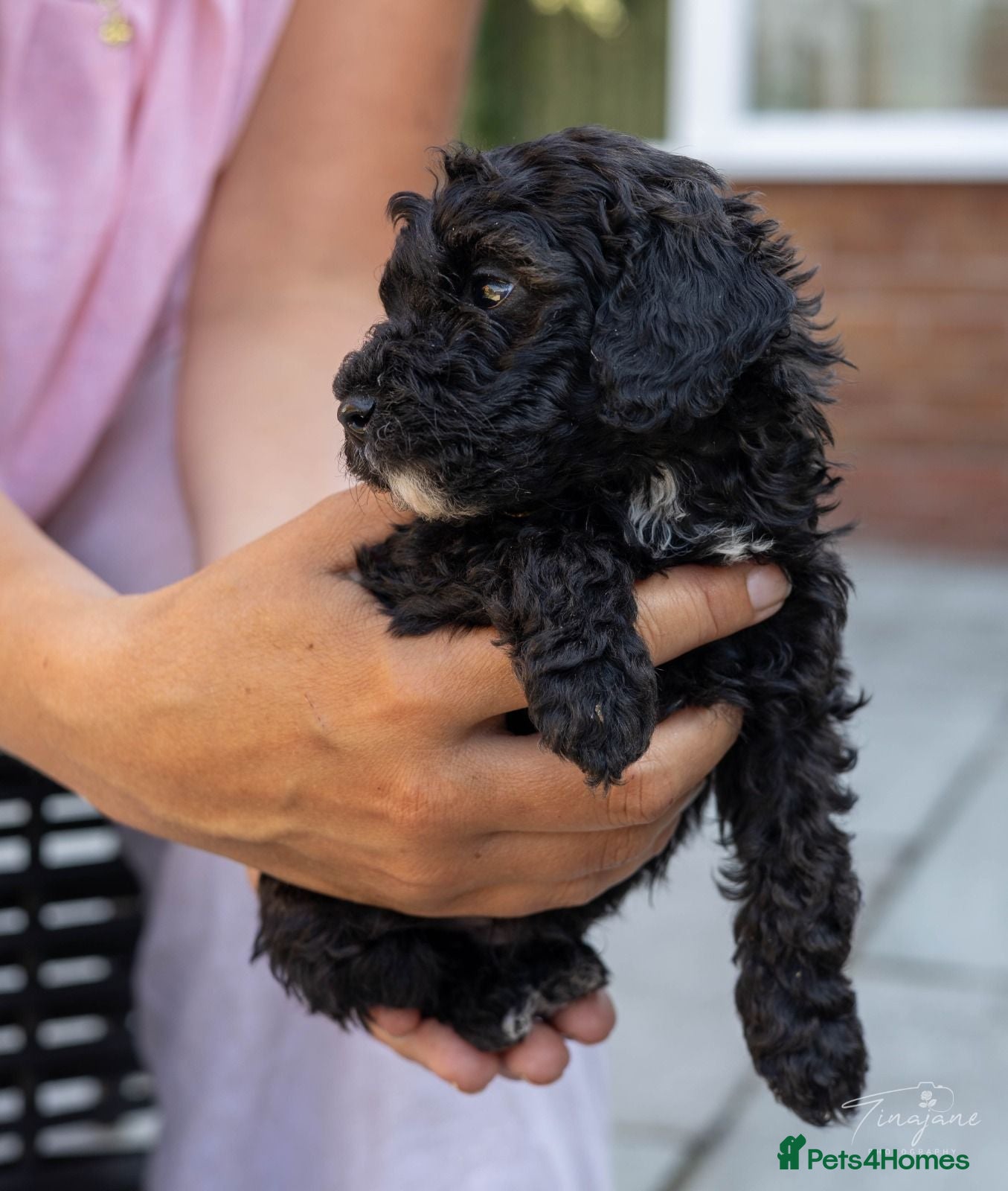 Mini Goldendoodle dogs Miniature Goldendoodles - Advert 2
