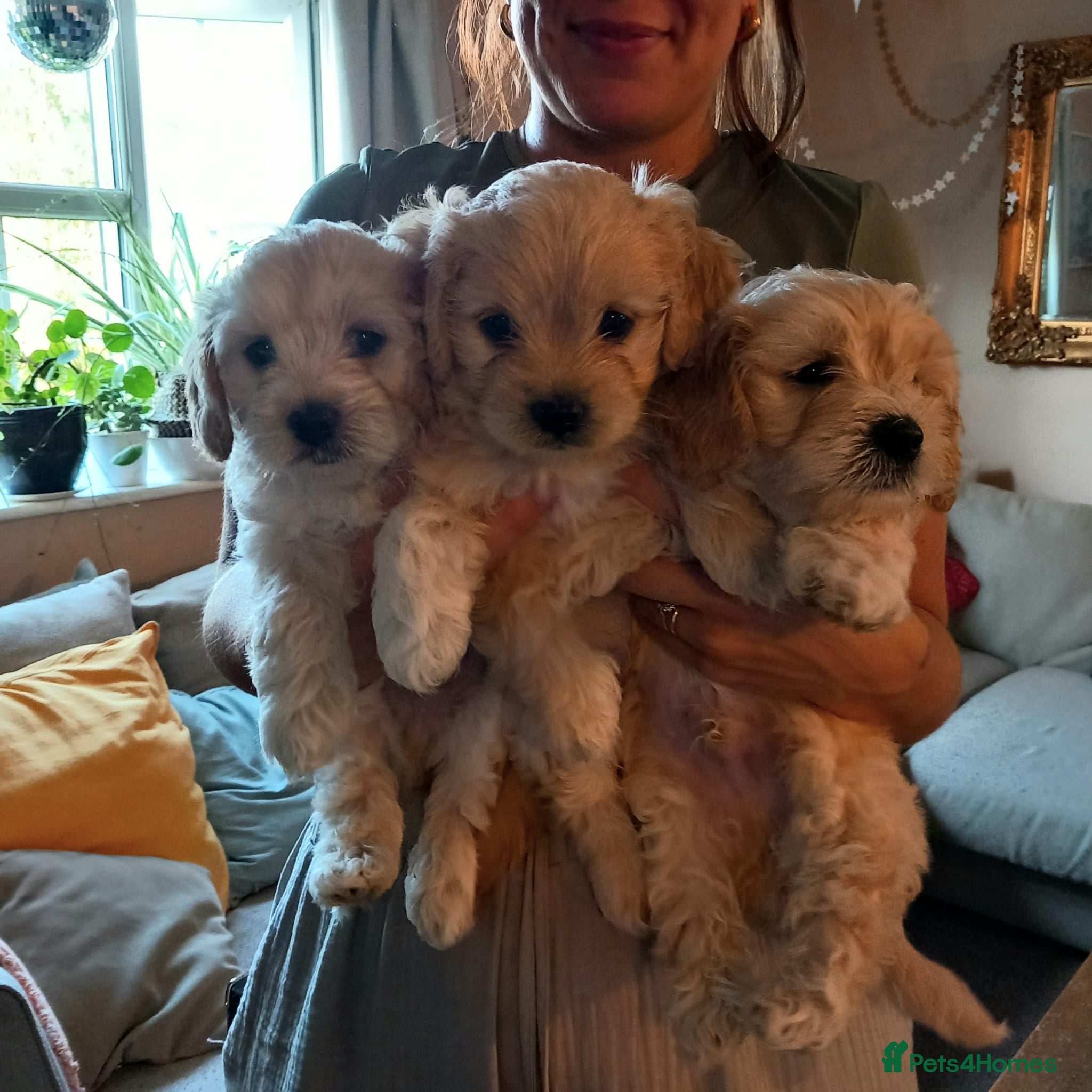 Mixed Breed dogs 3 Beautiful Maltipoo Puppies  - Advert 1