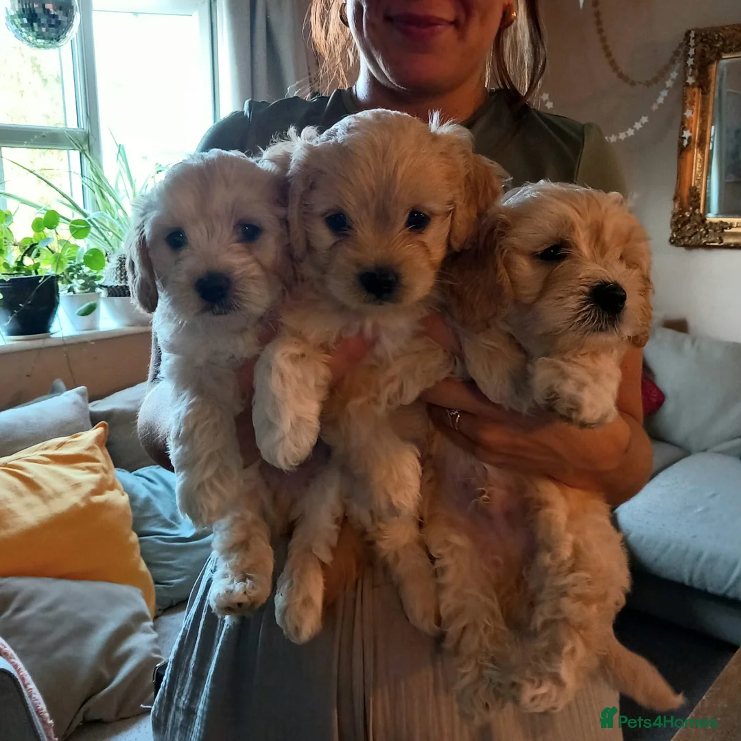 Mixed Breed dogs for sale: 3 Beautiful Maltipoo Puppies  in Grange-over-Sands - Advert 1