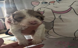 Cockapoo dogs for sale: Merle cockerpoo puppies for sale  - Image 21