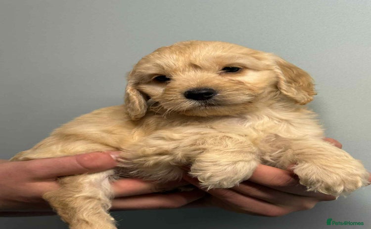 Cockapoo dogs - Advert 3