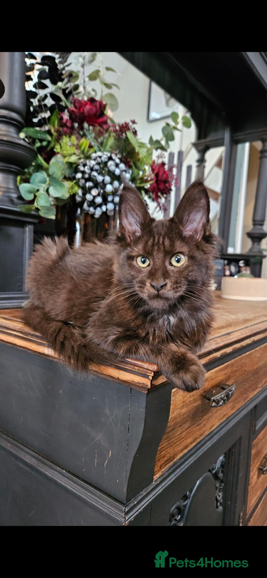 Maine Coon cats 1 year old beautiful maine coon needs quiet home - Advert 1