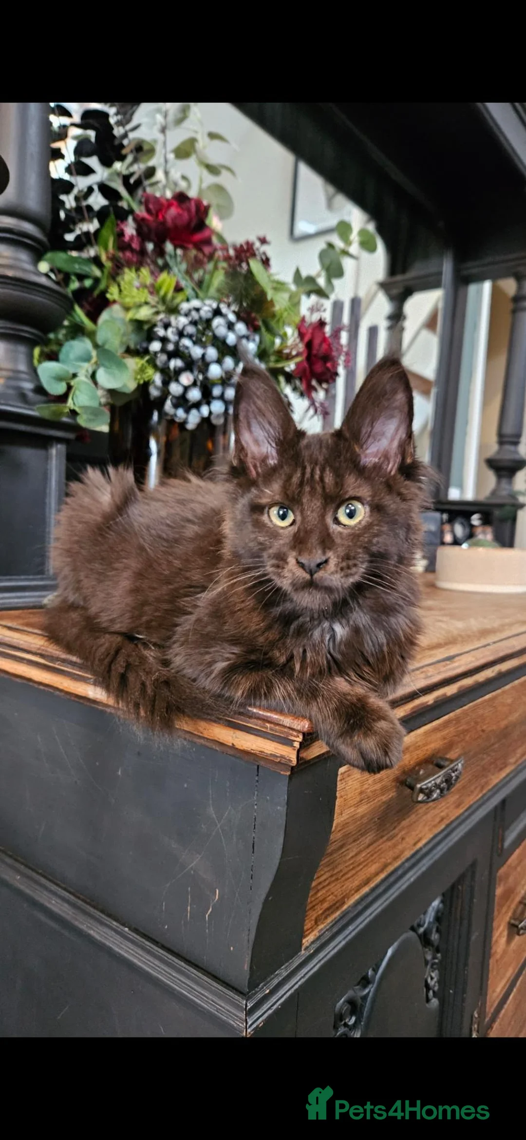 Maine Coon cats for sale: 1 year old beautiful maine coon needs quiet home in Wigton - Advert 1